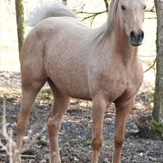 Palomino Klepholms Athene