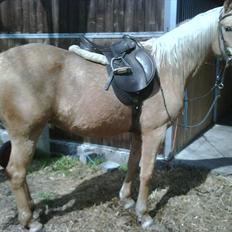 Palomino Klepholms Athene