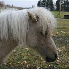 Miniature Marielunds Sw. G. Nugget