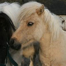 Miniature Marielunds Sw. G. Nugget