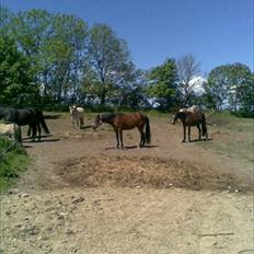 Traver Prim † 12/9-11 †