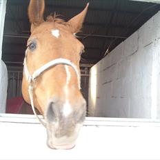 Anden særlig race Mia - <3 Himmelhest <3