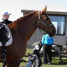 Anden særlig race Mia - <3 Himmelhest <3