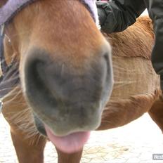 Shetlænder Laban ¤Har passet¤