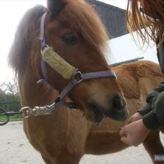 Shetlænder Laban ¤Har passet¤