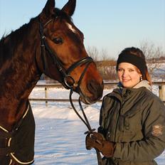 Dansk Varmblod Engvangs Richesse