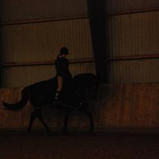 Dansk Varmblod Engvangs Richesse