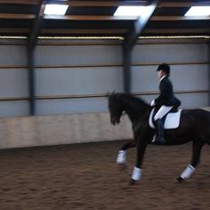 Dansk Varmblod Engvangs Richesse