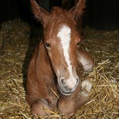 DSP Moonjam´s Melody