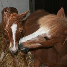 DSP Moonjam´s Melody