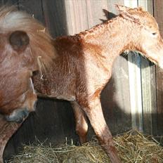 DSP Moonjam´s Melody