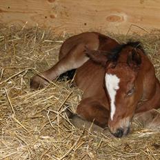 Dansk Varmblod River Ace