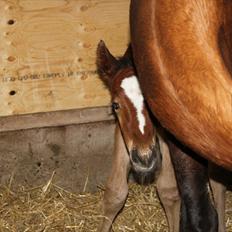 Dansk Varmblod River Ace