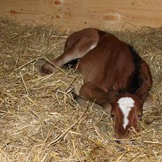 Dansk Varmblod River Ace