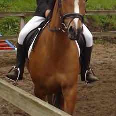 Anden særlig race Chanel