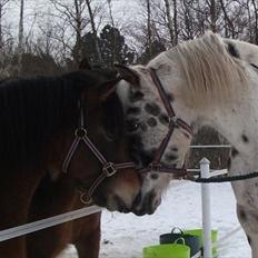 Knabstrupper Pik As af Silver R.i.p ;(