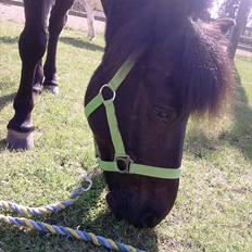 Anden særlig race Beauty part