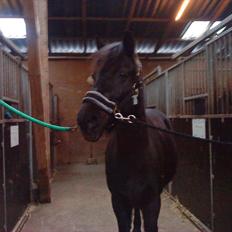 Anden særlig race Beauty part