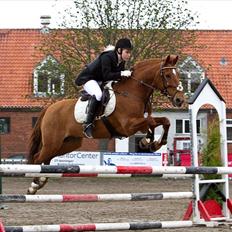 Irsk Sportspony Pimboli *Solgt*