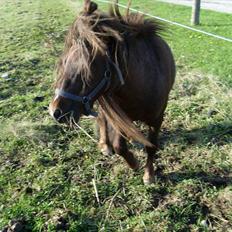 Shetlænder Max