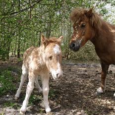 Shetlænder Østergårdens Sweet Sugar