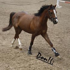 Welsh Pony af Cob-type (sec C) Don junior solgt :,(