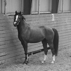 Welsh Pony af Cob-type (sec C) Don junior solgt :,(