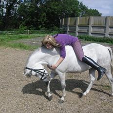 Welsh Mountain (sec A) Fakla Geraldine<3