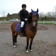 Dansk Varmblod /Araber  Fie