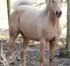 Palomino Klepholms Athene