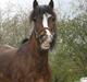 Anden særlig race Lucky Boy † miss you †