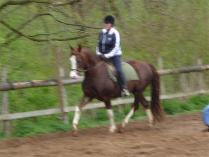 Anden særlig race Sam - Sam og Berit den 8. maj 2010 billede 10
