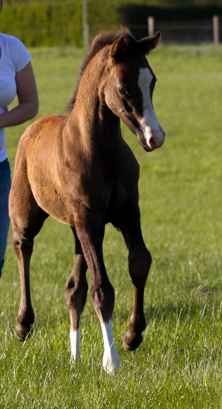 DSP GO Webmaster *solgt* - 05.05.10 billede 4