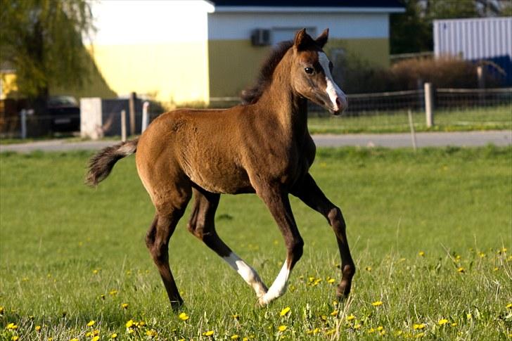 DSP GO Webmaster *solgt* - 05.05.10 billede 5