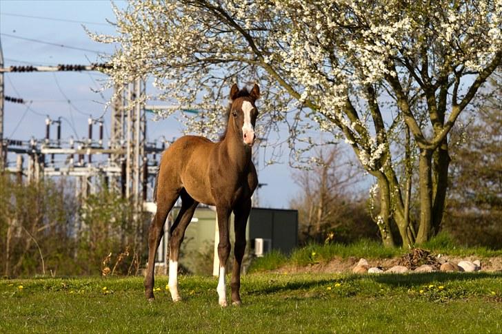 DSP GO Webmaster *solgt* - 05.05.10 billede 6