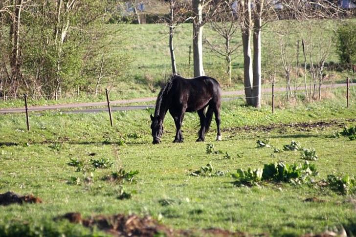 Anden særlig race Sampaio -Lånt & afleveret billede 7