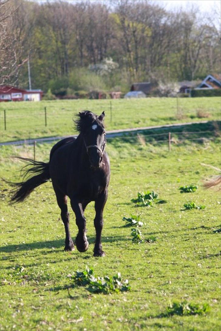 Anden særlig race Sampaio -Lånt & afleveret - En glad og fin hest  efter 2 uger på Abildgården... billede 9