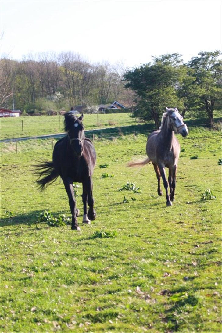 Anden særlig race Sampaio -Lånt & afleveret billede 10