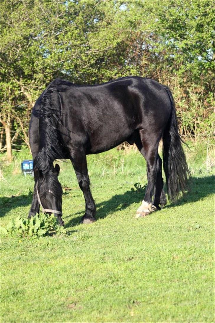 Anden særlig race Sampaio -Lånt & afleveret billede 1