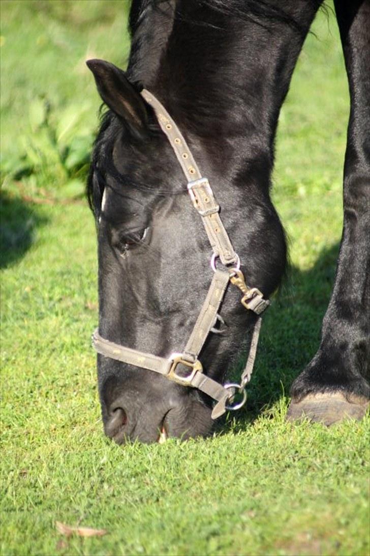 Anden særlig race Sampaio -Lånt & afleveret billede 8