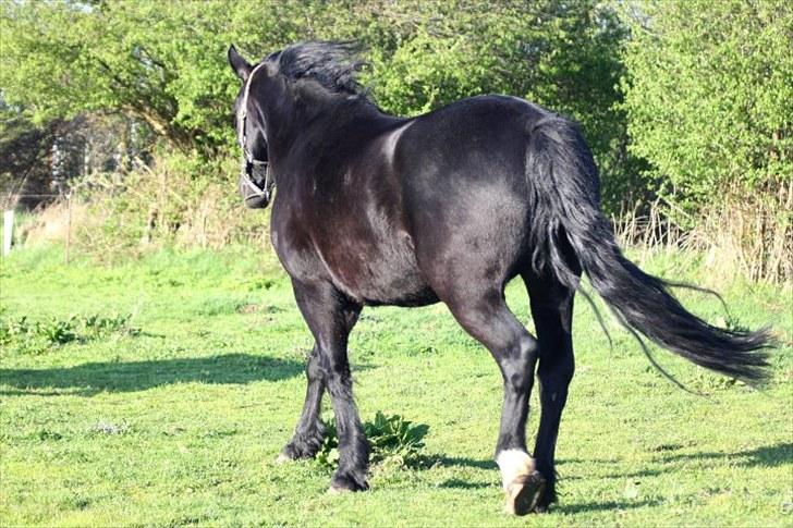 Anden særlig race Sampaio -Lånt & afleveret billede 11