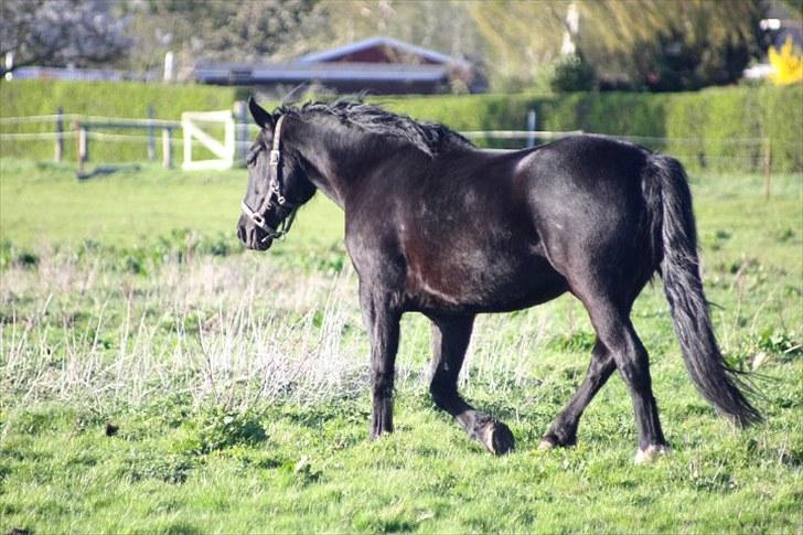 Anden særlig race Sampaio -Lånt & afleveret billede 12