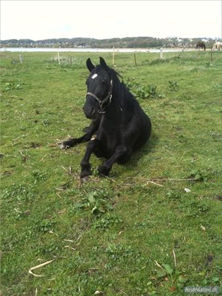 Anden særlig race Sampaio -Lånt & afleveret billede 13