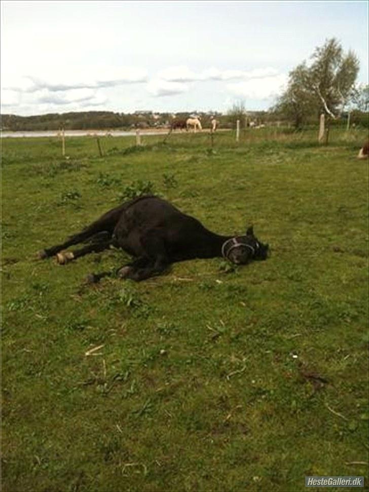 Anden særlig race Sampaio -Lånt & afleveret billede 14