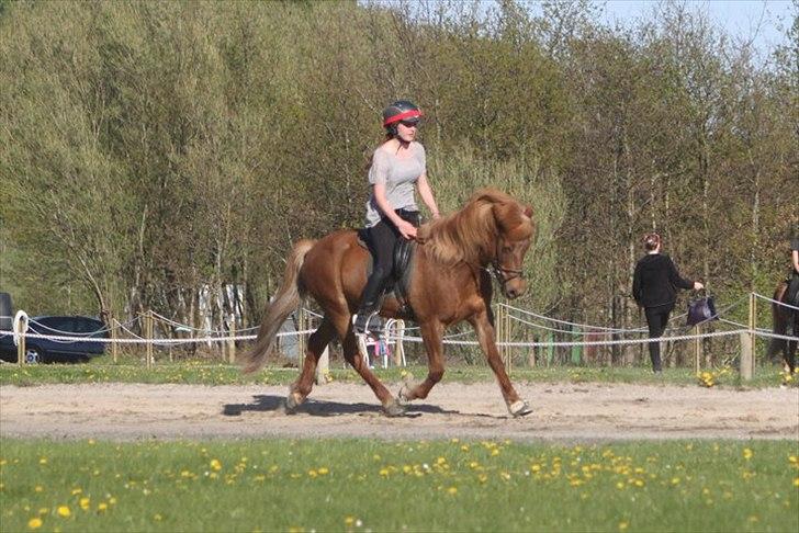 Islænder Vigdis fra Grastenhus - Pyttur´s 1. maj stævne 2011 ♥ Første gang hun traver på ovalbane, & dermed første 5 tal for trav :D ♥ billede 14