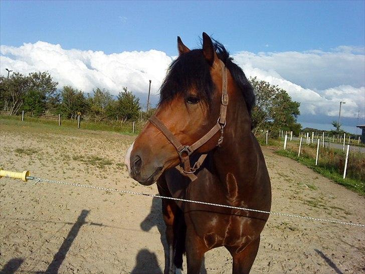 New Forest Flintdales Ranzau - smukke ranzau:D<33 billede 1