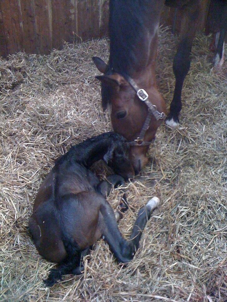 Dansk Varmblod BRDH Whyoni - Med få minutter gammelt føl :) billede 16