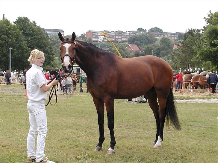 Dansk Varmblod BRDH Whyoni - Til hobro dyrskue 2010. Fik 24 point og blev bedste DV - modtog ærespræmie :) billede 17