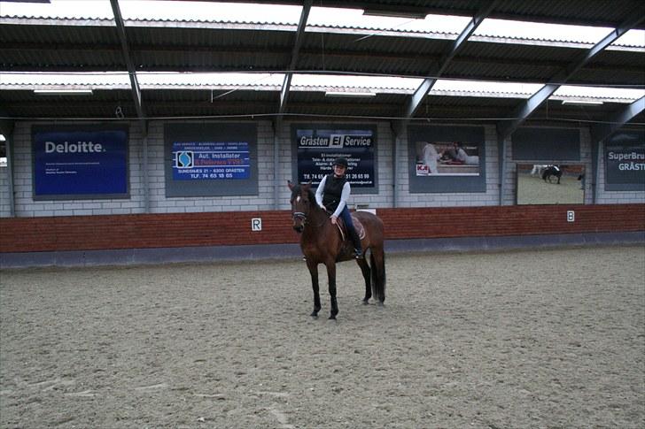 Dansk Varmblod Sønnikgårds Luna RDH billede 2
