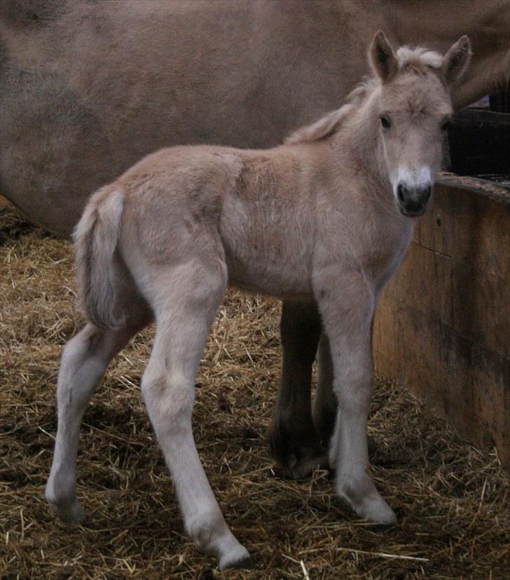 Fjordhest Mosegårdens Hugin SOLGT billede 4